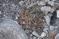 pa_216_thelocactus_bueckii.jpg